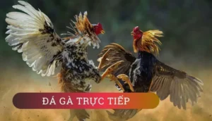 Tìm Hiểu Cách Chơi Đá Gà WS168 Tại BK8 Hấp Dẫn Nhất