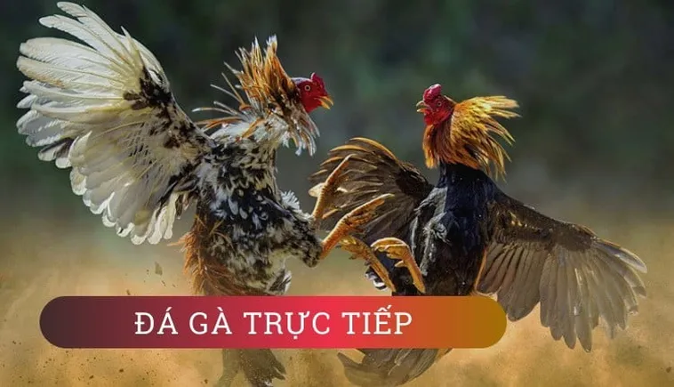 Tìm Hiểu Cách Chơi Đá Gà WS168 Tại BK8 Hấp Dẫn Nhất